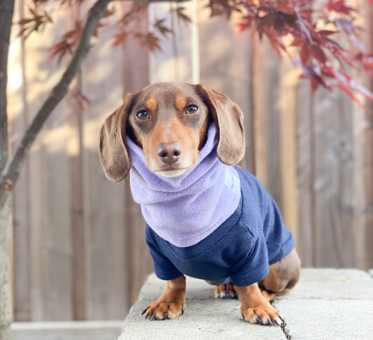 The Most Underrated Accessory to Help With Dachshund’s Vasculitis