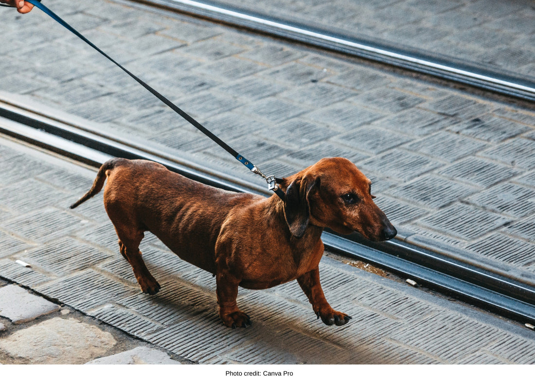dachshund on a walk
