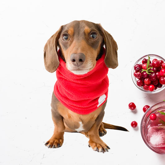 Dog Snood (Cranberry Spritz)
