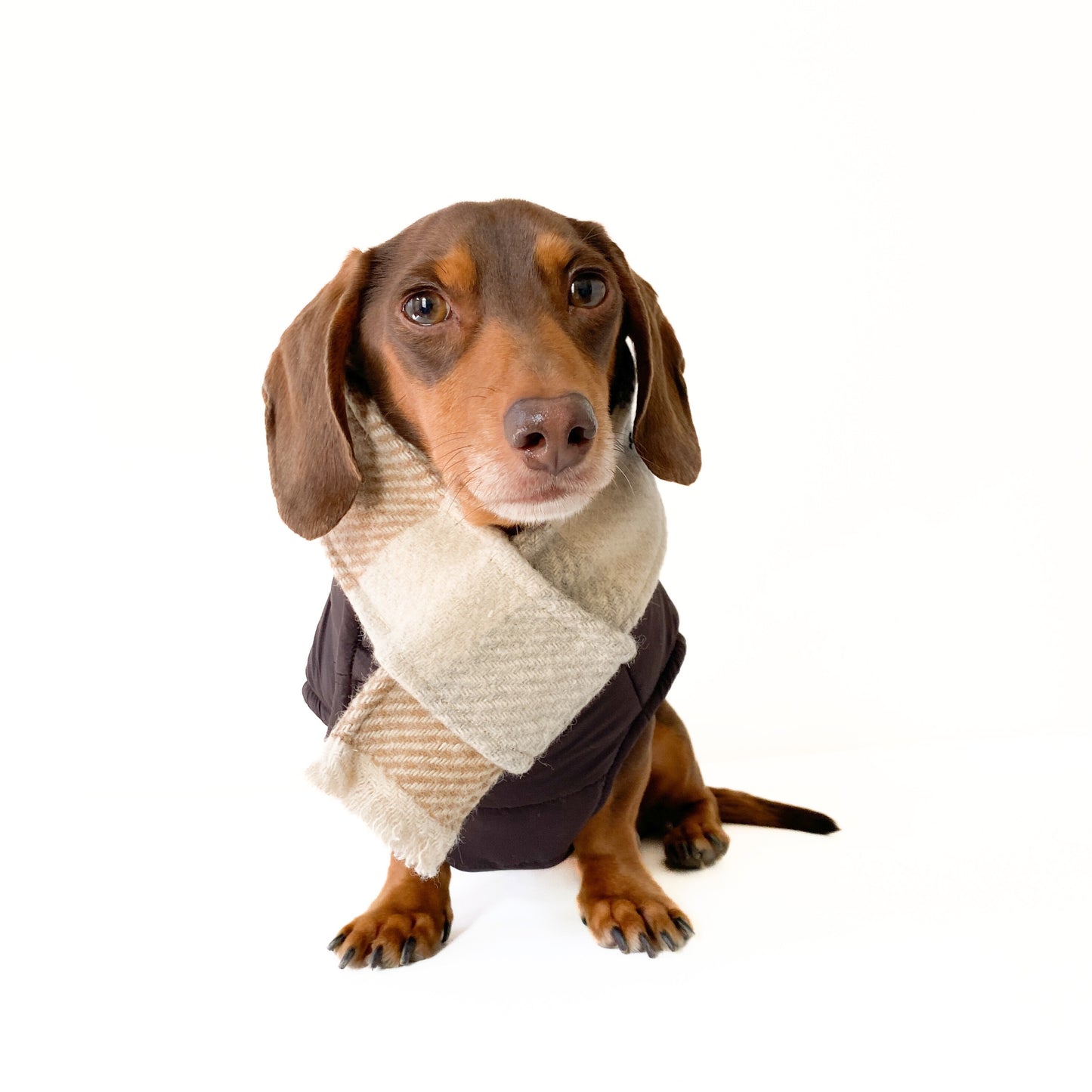 Pup scarfs (5 Designs)