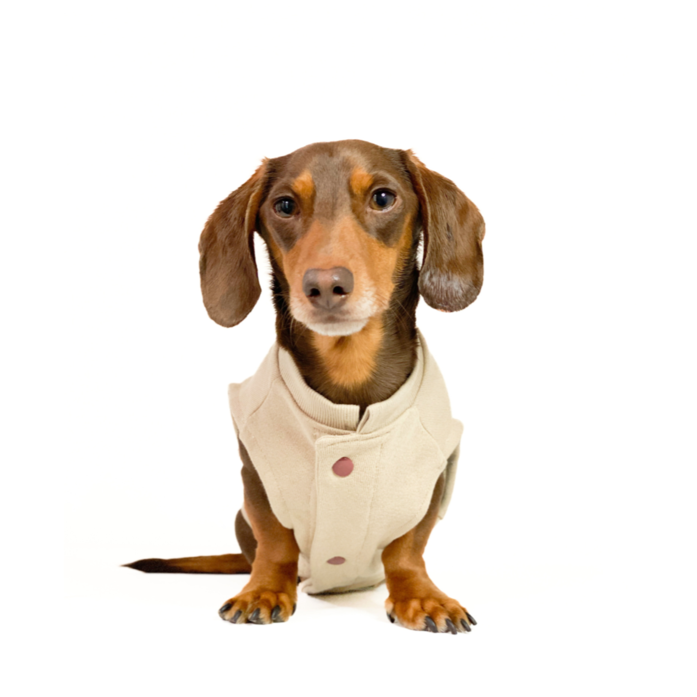 Dachshund in button up sweater front shot
