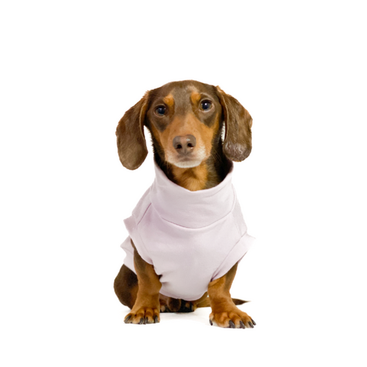 Dachshund in a lavender colour sweater