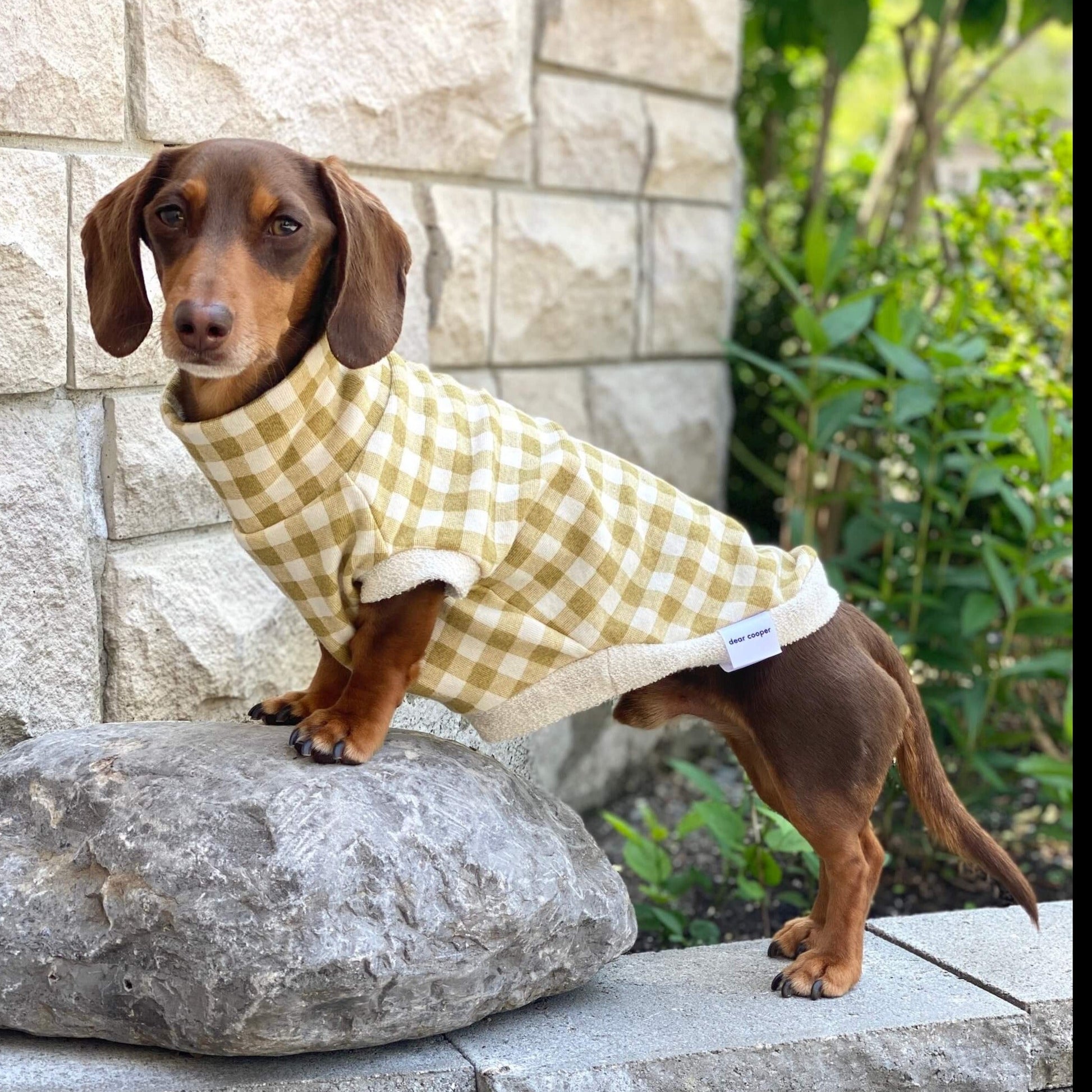 Dog Crew neck sweater - Liam - Dear Cooper